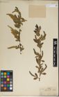 Foto von Salix laevigata Bebb